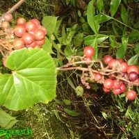 Ampelocissus indica (L.) Planch.